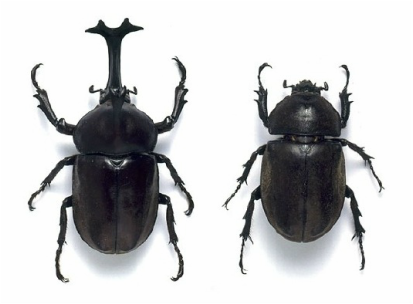 japanese rhinoceros beetle
